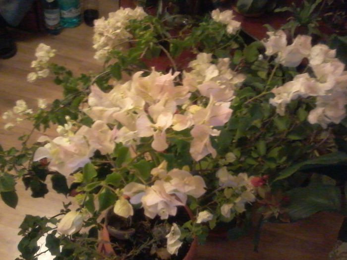 20150906_221225 - bougainvillea