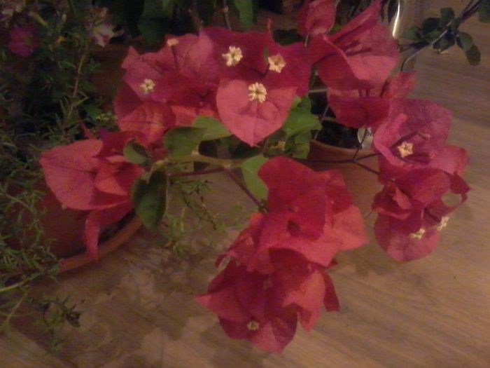 20150906_221201 - bougainvillea