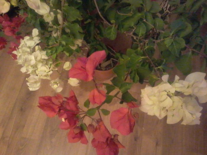 20150906_221236 - bougainvillea