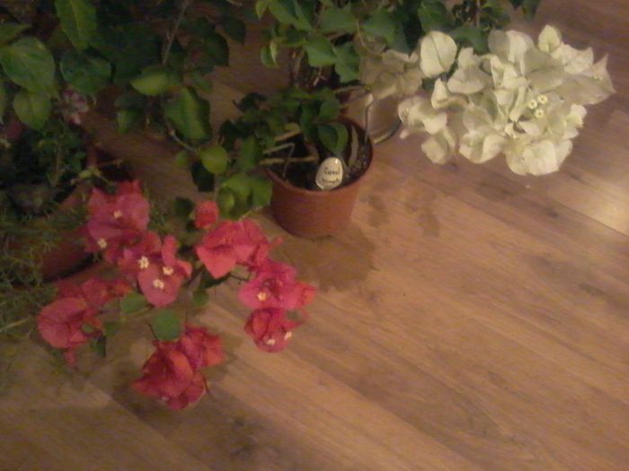 20150906_221136 - bougainvillea