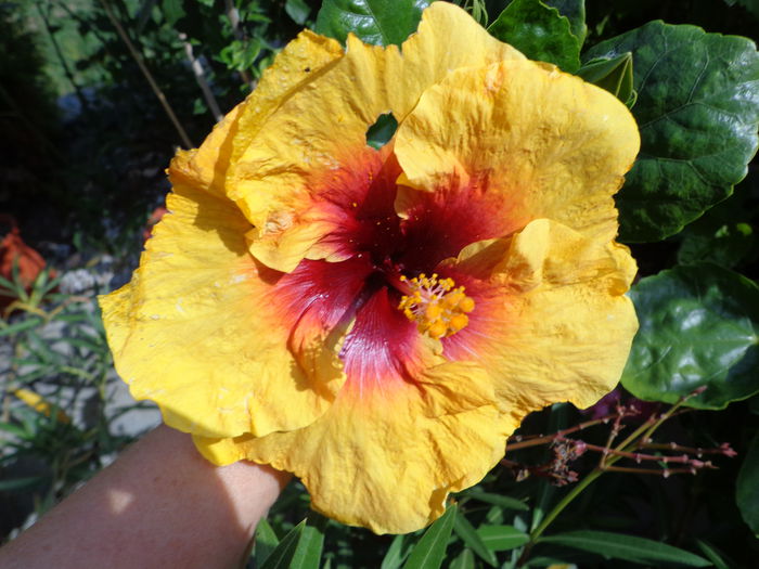 mi-am schimbat hainutele - A-HIBISCUS 2015-1