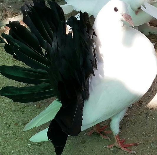 femela 2015 Sandor Mihai jud.Cluj