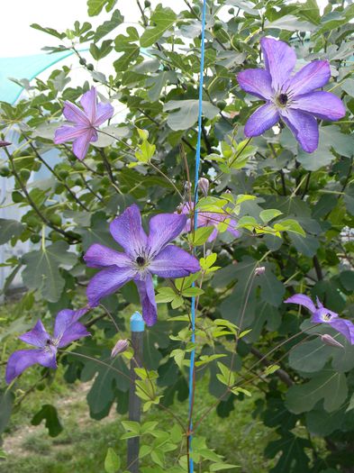 Venosa violacea - Clematite 2015