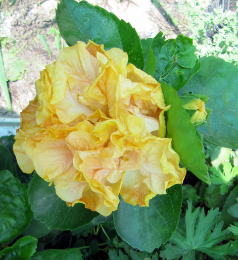 Irma Jean - H - Hibiscusi