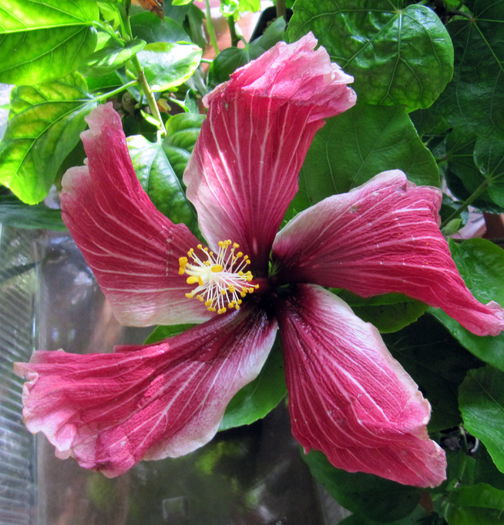 Purple Majesty - H - Hibiscusi