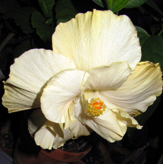 Sea Foam - H - Hibiscusi