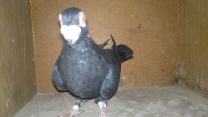 2015-09-07-9602 - pui 2012