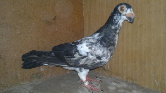 2015-09-07-9625 - pui 2012