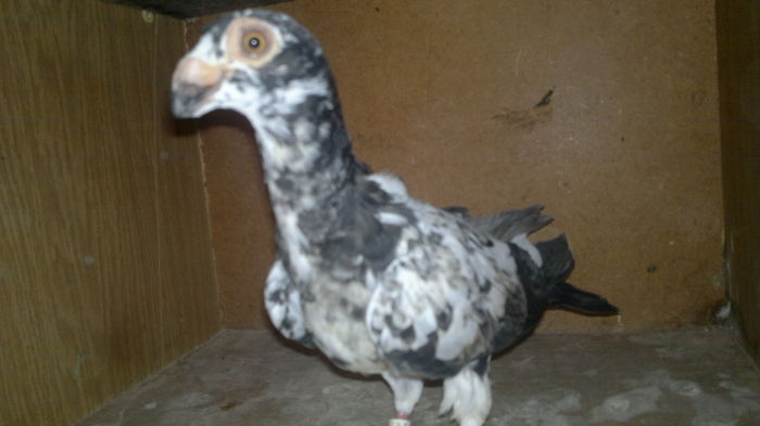 2015-09-07-9630 - pui 2012