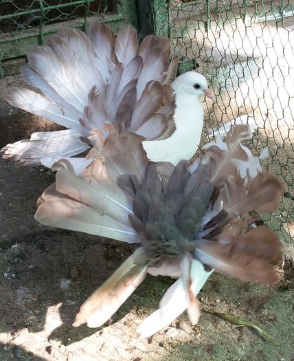 pereche 2015 Sandor Mihai jud.Cluj