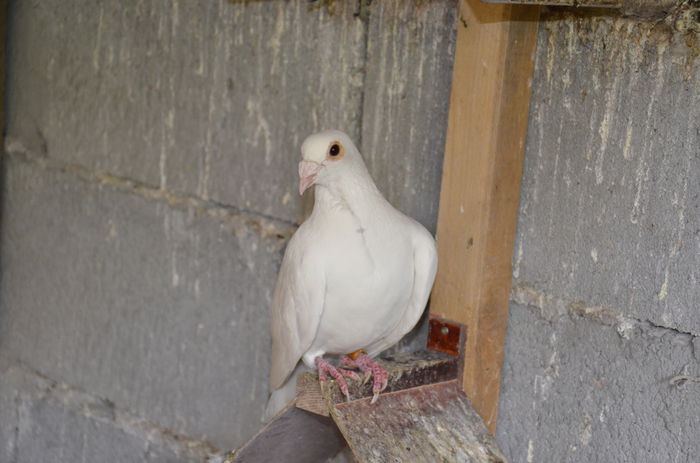 _DSC0003 - Porumbei-amintiri