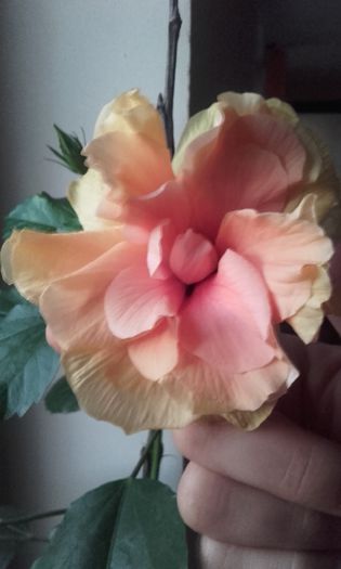 20150907_065410 - hibi 2015