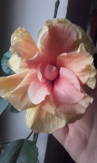 20150907_065353 - hibi 2015