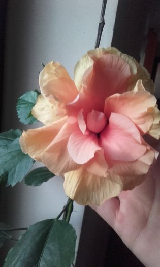 20150907_065359 - hibi 2015