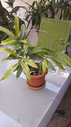 walichii - clerodendronii mei