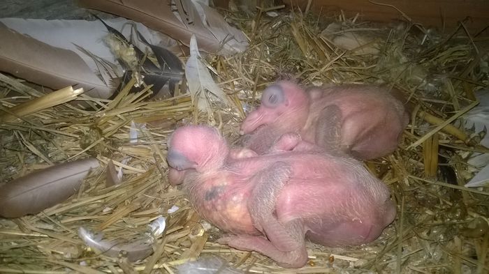 WP_20150903_001 - Pui 2015