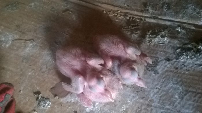 WP_20150904_001 - Pui 2015