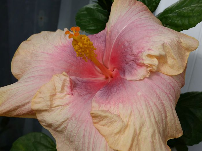 Tahitian lavender pastel-35 - tahitian lavender pastel