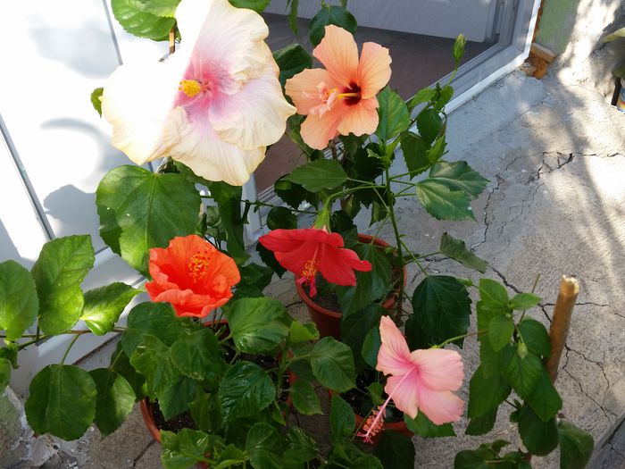  - hibiscus