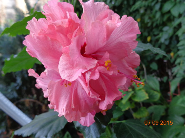 DSC01966