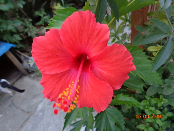 DSC01970 - Hibiscus coccineus