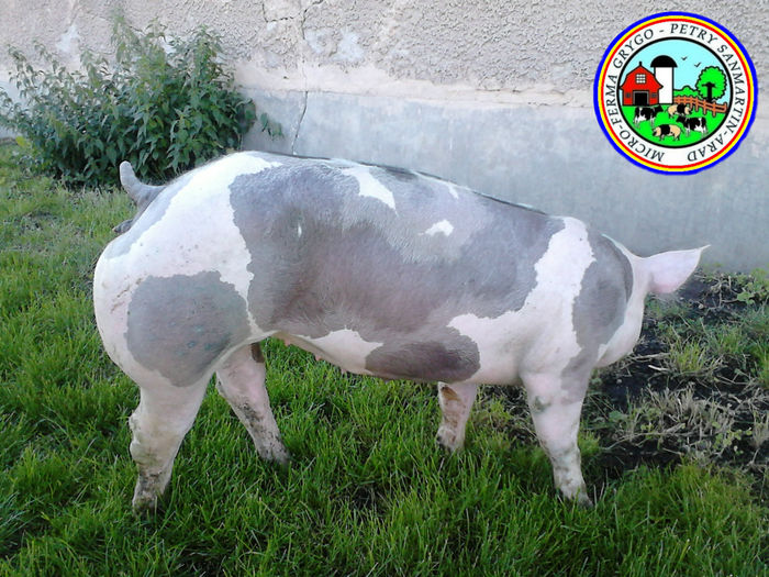 Pietrain rasa pura cu Pedigree - Genetica De Top - Sanmartin Arad; Scrofita Pietrain rasa pura cu Pedigree - Genetica De Top - Sanmartin Arad
