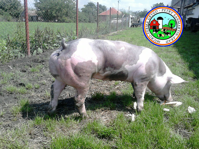 pedigree pietrain pigs Arad-Romania; Pietrain rasa pura cu Pedigree - Genetica De Top - Sanmartin Arad
