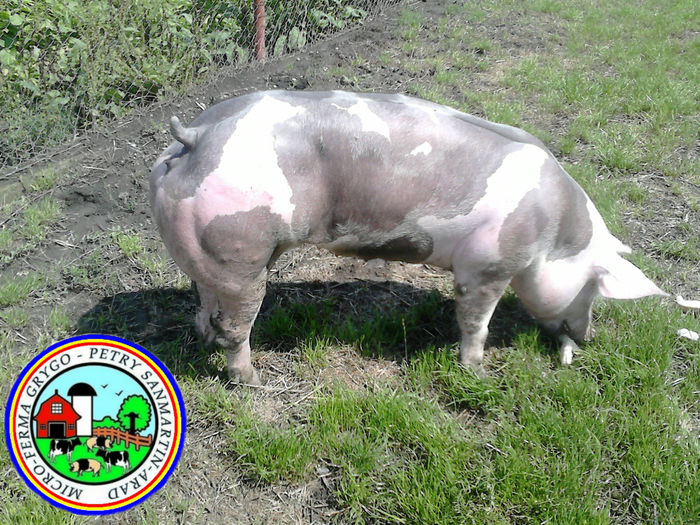 pedigree pietrain pigs Arad-Romania; Pietrain rasa pura cu Pedigree - Genetica De Top - Sanmartin Arad
