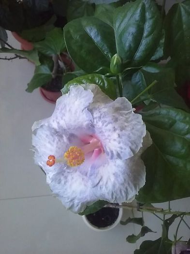  - Hibiscusi