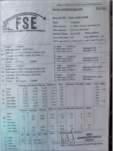 Pedigree - Certificat de origine / pedigree pietrain pigs; Pedigree - Certificat de origine / pedigree pietrain pigs
