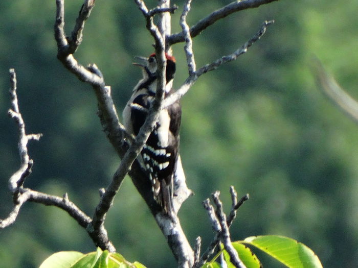 ciocanitoarea in nucul din spatele gradinii - a-vizitatorii gradinii-2015