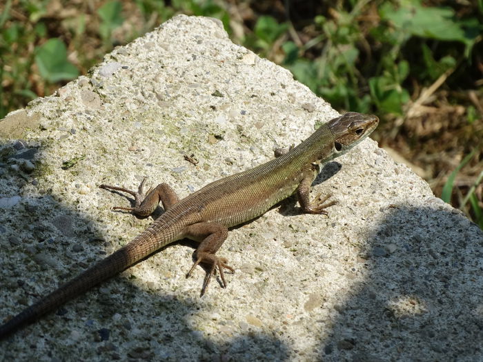 o soparlita pe terasa noastra - a-vizitatorii gradinii-2015