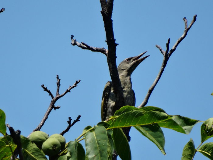 gheonoaia vine f des - a-vizitatorii gradinii-2015