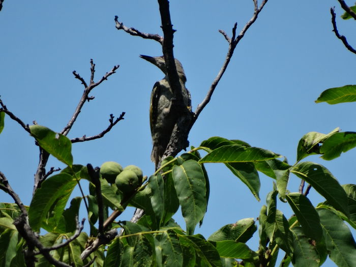 ii place nucul batran din stanga gradinii