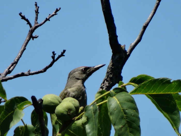 si are un camuflaj la superlativ