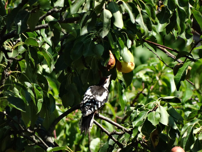 sfarsit de iulie cu ciocanitoarea de gradina