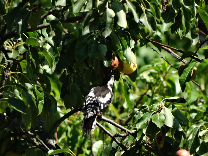 a dat iama la perele de vara
