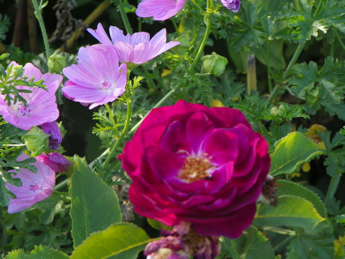 Ebb Tide - Trandafiri 2015 - 3