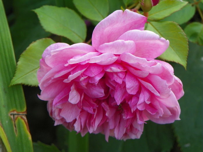 Sister Elizabeth - Trandafiri 2015 - 3