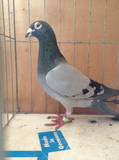 M Hung Derby 2008 100 LEI