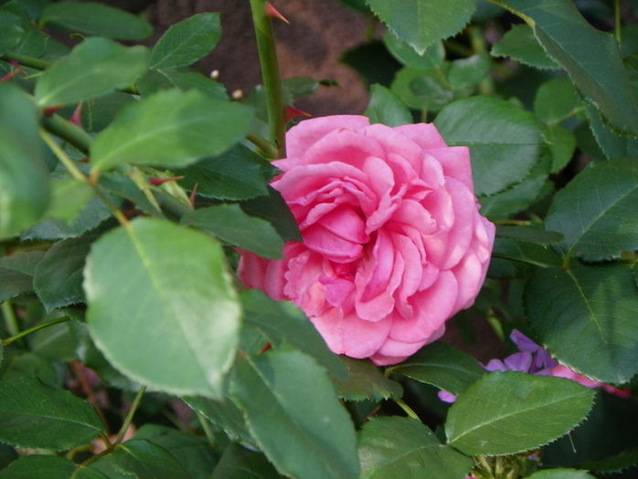 Coral Dawn - Trandafiri 2015 - 3