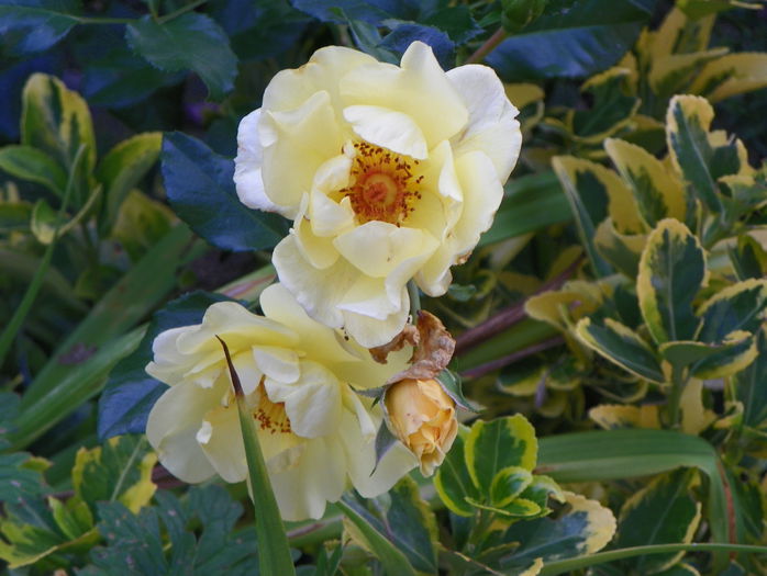 Gelber Engel - Trandafiri 2015 - 3