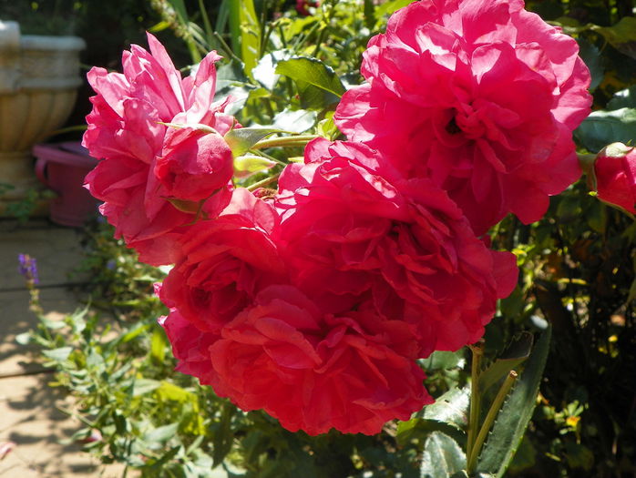 Rosarium Uetersen - Trandafiri 2015 - 3