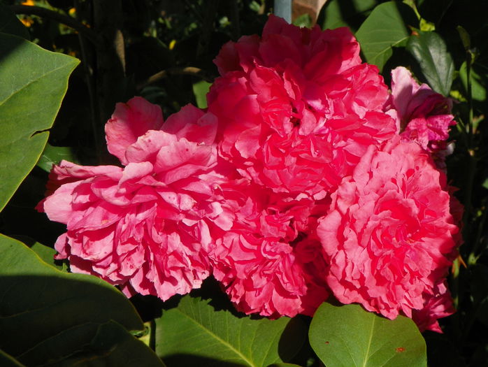 Rosarium Uetersen - Trandafiri 2015 - 3