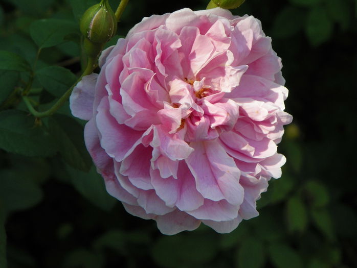 Cottage Rose - Trandafiri 2015 - 3