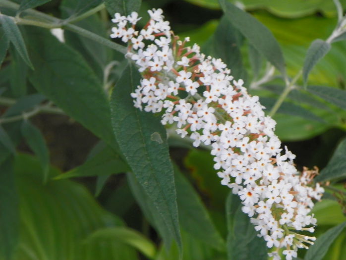 buddleja White Bouquet - Copacei si arbusti 2015