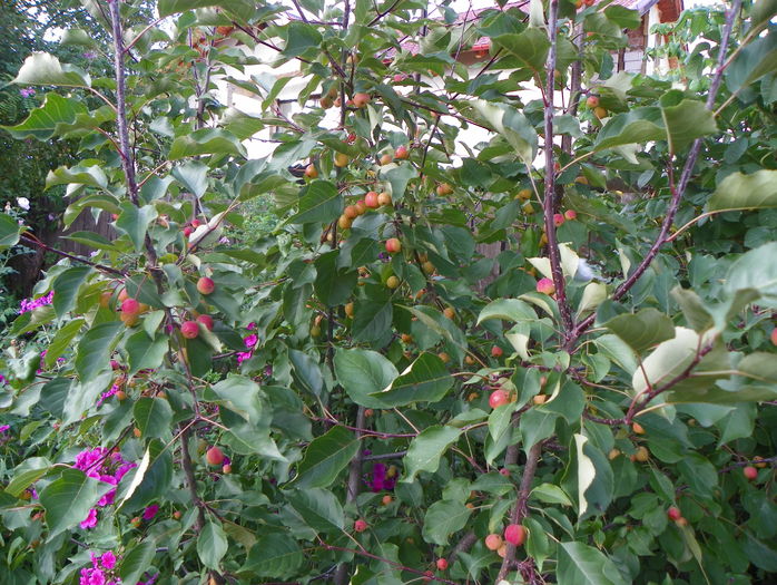 malus Rudolph - Copacei si arbusti 2015