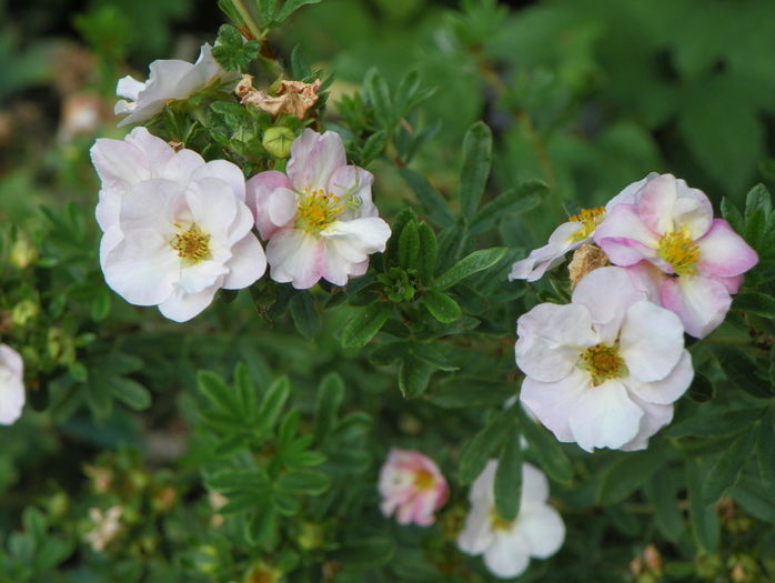 potentilla Princess - Copacei si arbusti 2015