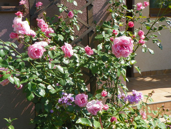 25 aug 084