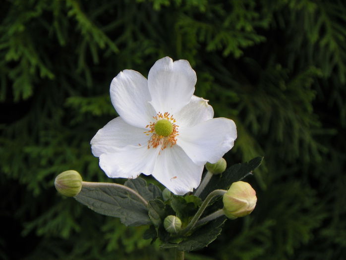 anemone jap. Honorine Jobert